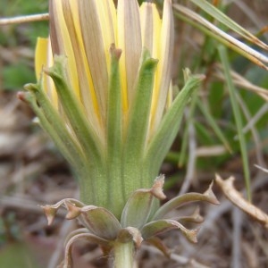 Photographie n°108862 du taxon Taraxacum obovatum (Waldst. & Kit. ex Willd.) DC. [1809]