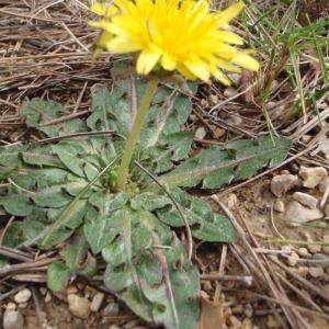 Photographie n°108863 du taxon Taraxacum obovatum (Waldst. & Kit. ex Willd.) DC. [1809]