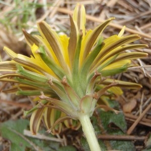 Photographie n°108864 du taxon Taraxacum obovatum (Waldst. & Kit. ex Willd.) DC. [1809]