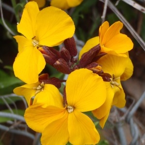 Photographie n°108883 du taxon Erysimum cheiri (L.) Crantz [1769]