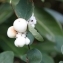  Hervé GOËAU - Symphoricarpos albus (L.) S.F.Blake [1914]