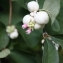  Hervé GOËAU - Symphoricarpos albus (L.) S.F.Blake [1914]