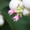  Hervé GOËAU - Symphoricarpos albus (L.) S.F.Blake [1914]