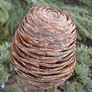  - Cedrus atlantica (Manetti ex Endl.) Carrière [1855]