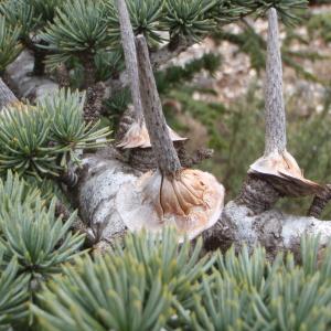 Photographie n°109041 du taxon Cedrus atlantica (Manetti ex Endl.) Carrière [1855]