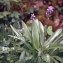  Liliane Roubaudi - Scilla lilio-hyacinthus L. [1753]