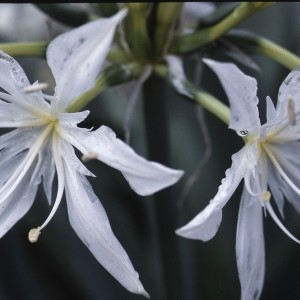 Photographie n°109076 du taxon Pancratium illyricum L. [1753]