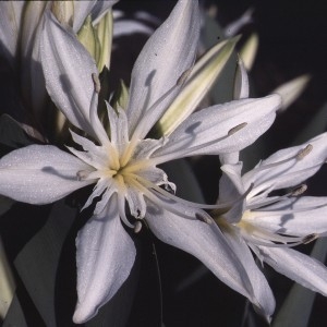 Photographie n°109077 du taxon Pancratium illyricum L. [1753]