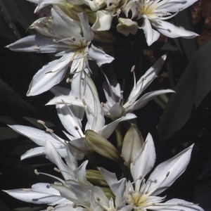 Photographie n°109078 du taxon Pancratium illyricum L. [1753]