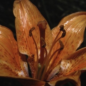 Photographie n°109081 du taxon Lilium bulbiferum var. croceum (Chaix) Pers. [1805]