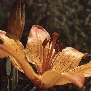 Photographie n°109085 du taxon Lilium bulbiferum var. croceum (Chaix) Pers. [1805]