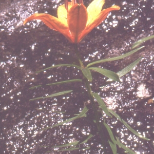 Photographie n°109086 du taxon Lilium bulbiferum var. croceum (Chaix) Pers. [1805]