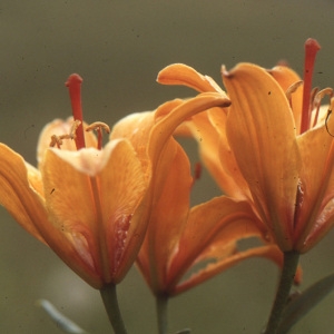 Photographie n°109087 du taxon Lilium bulbiferum var. croceum (Chaix) Pers. [1805]