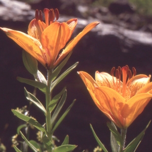 Photographie n°109090 du taxon Lilium bulbiferum var. croceum (Chaix) Pers. [1805]