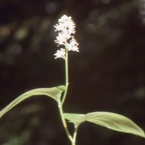 Photographie n°109091 du taxon Maianthemum bifolium (L.) F.W.Schmidt