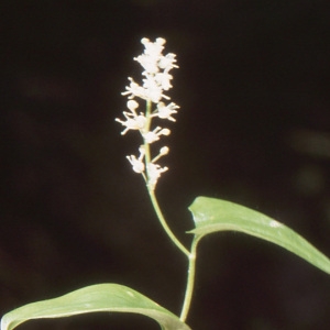 Photographie n°109092 du taxon Maianthemum bifolium (L.) F.W.Schmidt