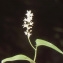  Liliane Roubaudi - Maianthemum bifolium (L.) F.W.Schmidt