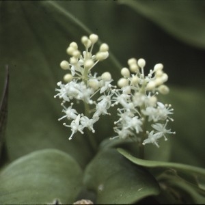 Maianthemum bifolium (L.) F.W.Schmidt (Maïanthème à deux feuilles)