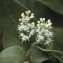  Liliane Roubaudi - Maianthemum bifolium (L.) F.W.Schmidt