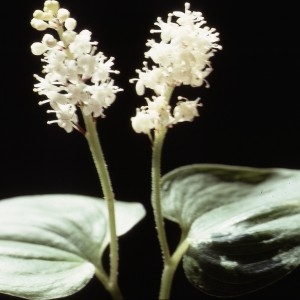 Photographie n°109120 du taxon Maianthemum bifolium (L.) F.W.Schmidt