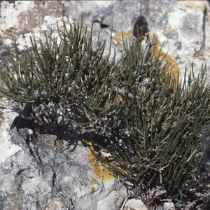 Photographie n°109121 du taxon Ephedra nebrodensis Tineo [1844]