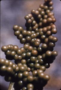 Liliane Roubaudi, le  9 juin 1991 (Gresse en Vercors)