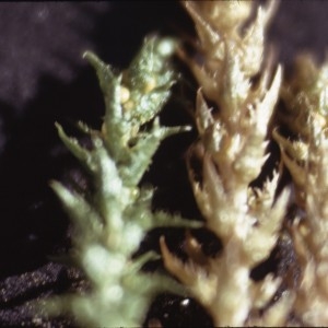  - Selaginella selaginoides (L.) P.Beauv. ex Schrank & Mart. [1829]