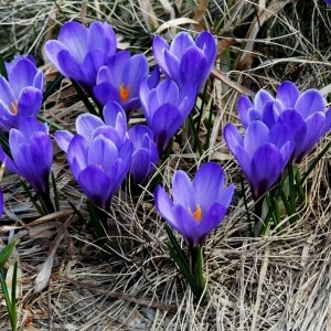 Photographie n°109136 du taxon Crocus vernus (L.) Hill [1765]