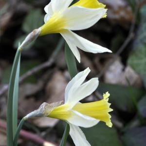 Photographie n°109138 du taxon Narcissus bicolor L. [1762]