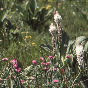  - Asphodelus albus subsp. delphinensis (Gren. & Godr.) Z.Diaz & Valdés [1996]