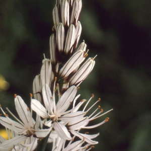 Photographie n°109143 du taxon Asphodelus albus Mill. [1768]