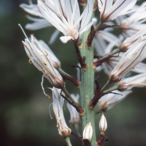 Photographie n°109144 du taxon Asphodelus albus Mill. [1768]