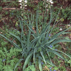 Photographie n°109145 du taxon Asphodelus albus Mill. [1768]