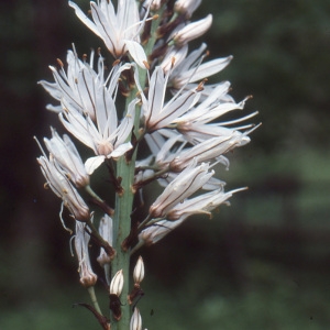 Asphodelus albus Mill. (Asphodèle blanc)