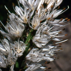 Photographie n°109148 du taxon Asphodelus albus Mill. [1768]