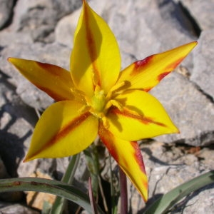 Photographie n°109153 du taxon Tulipa sylvestris subsp. australis (Link) Pamp. [1914]