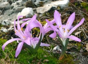  Jean-Louis CHEYPE, le 15 mars 2012 (Onnion)