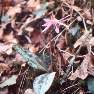 Photographie n°109162 du taxon Erythronium dens-canis L.