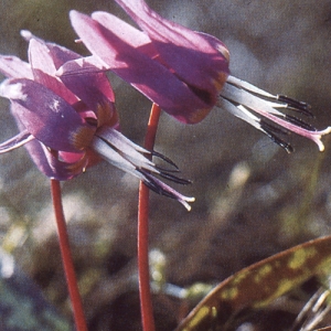 Photographie n°109164 du taxon Erythronium dens-canis L.