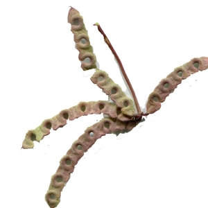 Photographie n°109177 du taxon Hippocrepis ciliata Willd. [1808]