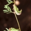  Liliane Roubaudi - Hippocrepis ciliata Willd. [1808]