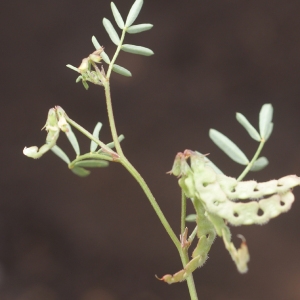 Photographie n°109180 du taxon Hippocrepis ciliata Willd. [1808]