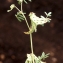  Liliane Roubaudi - Hippocrepis ciliata Willd. [1808]