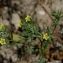  Liliane Roubaudi - Linum strictum L.