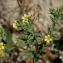  Liliane Roubaudi - Linum strictum L.