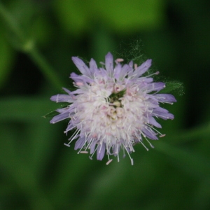 Photographie n°109206 du taxon Knautia arvensis (L.) Coult. [1828]