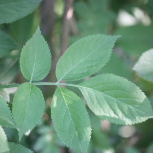 Photographie n°109210 du taxon Sambucus nigra L. [1753]