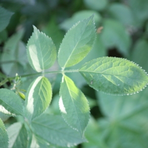 Photographie n°109212 du taxon Sambucus nigra L. [1753]