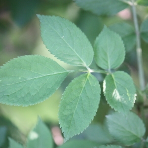 Photographie n°109213 du taxon Sambucus nigra L. [1753]