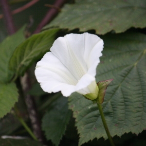 Photographie n°109244 du taxon Calystegia sepium (L.) R.Br. [1810]